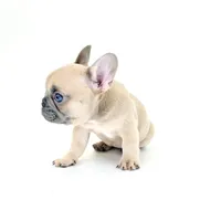 Lucy, a female French Bulldog for sale in Corona, CA – 7 of 10