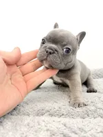 Fefe, a female French Bulldog for sale in Corona, CA – 6 of 10