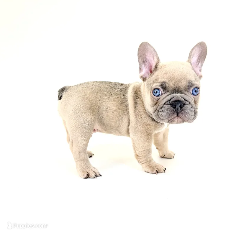 Chubbs – French Bulldog puppy for sale in Corona, CA