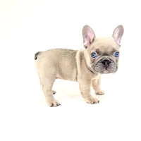 Chubbs, a male French Bulldog for sale in Corona, CA – 1 of 10