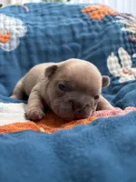 Dali, a female French Bulldog for sale in Corona, CA – 8 of 9