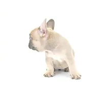 Lucy, a female French Bulldog for sale in Corona, CA – 3 of 10