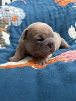 Chubbs, a male French Bulldog for sale in Corona, CA – 2 of 10