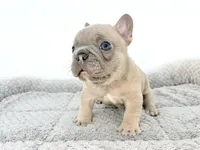 Ellie, a female French Bulldog for sale in Corona, CA – 2 of 10