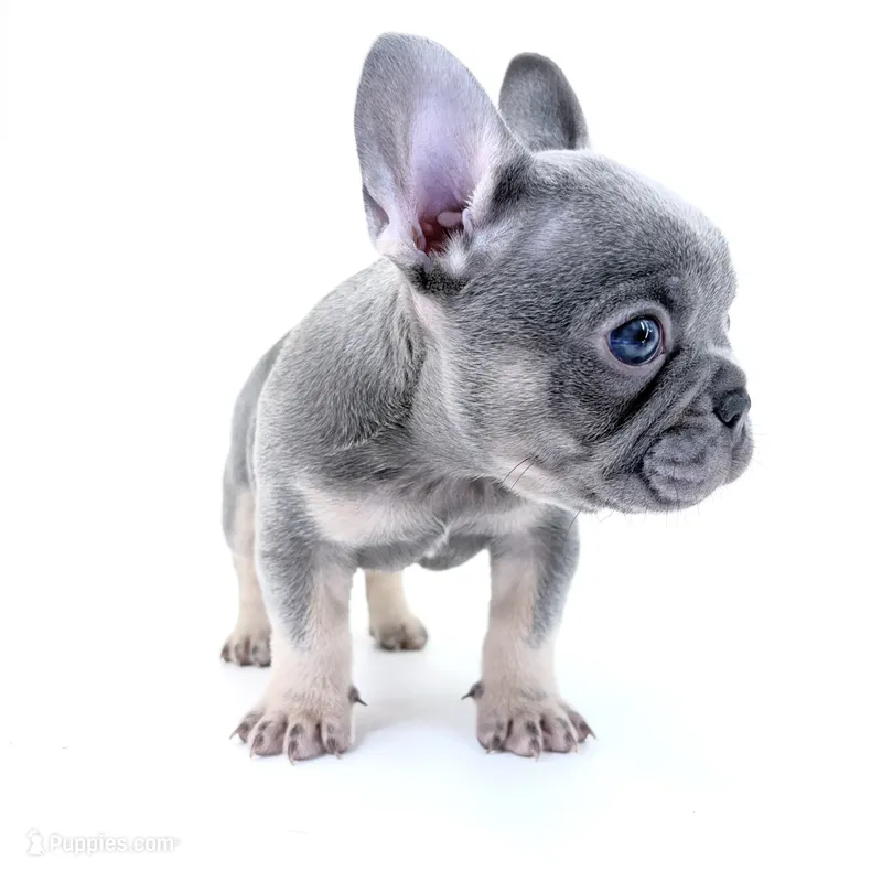 Tri frenchie – French Bulldog puppy for sale in Corona, CA