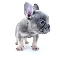 Tri frenchie, a male French Bulldog for sale in Corona, CA – 1 of 6