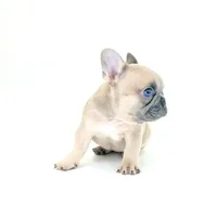 Lucy, a female French Bulldog for sale in Corona, CA – 8 of 10