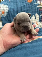 Bronco , a male French Bulldog for sale in Corona, CA – 9 of 10