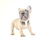 Chubbs, a male French Bulldog for sale in Corona, CA – 10 of 10