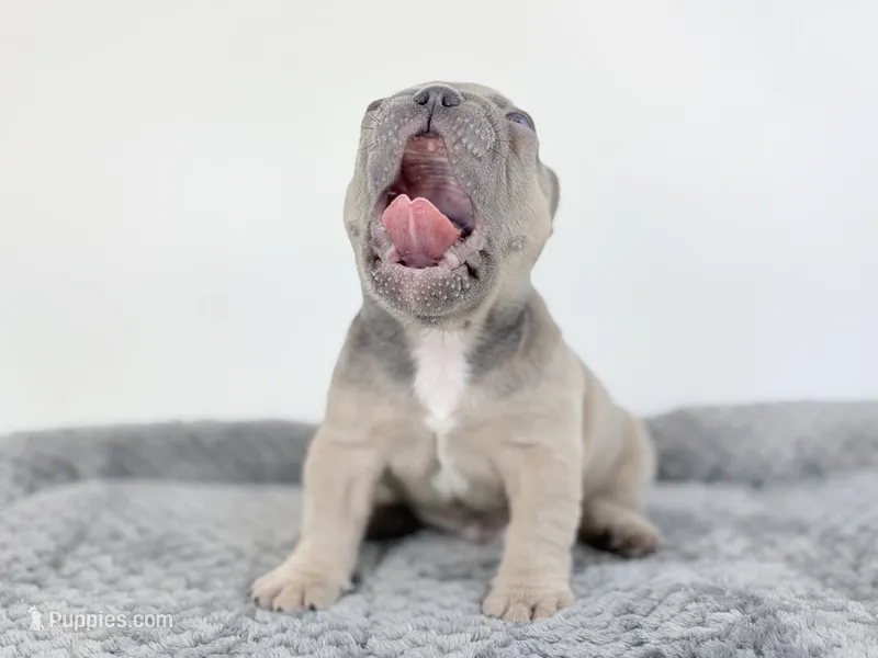 Chubbs – French Bulldog puppy for sale in Corona, CA