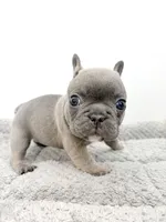 Fefe, a female French Bulldog for sale in Corona, CA – 7 of 10