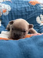 Dali, a female French Bulldog for sale in Corona, CA – 3 of 9