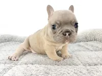 Ellie, a female French Bulldog for sale in Corona, CA – 5 of 10