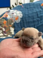 Dali, a female French Bulldog for sale in Corona, CA – 5 of 9