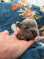 Bronco , a male French Bulldog for sale in Corona, CA – 5 of 10
