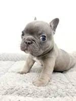 Fefe, a female French Bulldog for sale in Corona, CA – 9 of 10
