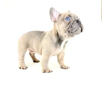 Chubbs, a male French Bulldog for sale in Corona, CA – 2 of 10