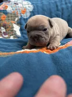Chubbs, a male French Bulldog for sale in Corona, CA – 5 of 10
