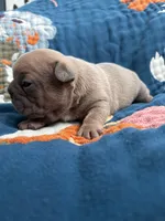 Chubbs, a male French Bulldog for sale in Corona, CA – 4 of 10