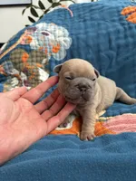 Chubbs, a male French Bulldog for sale in Corona, CA – 8 of 10