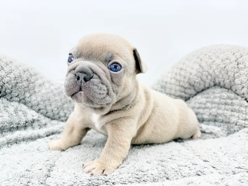 Chubbs – French Bulldog puppy for sale in Corona, CA