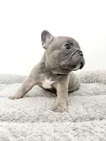Fefe, a female French Bulldog for sale in Corona, CA – 2 of 10
