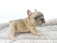 Ellie, a female French Bulldog for sale in Corona, CA – 4 of 10