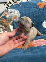 Chubbs, a male French Bulldog for sale in Corona, CA – 6 of 10