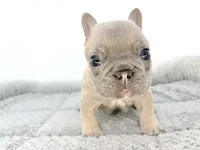 Ellie, a female French Bulldog for sale in Corona, CA – 8 of 10