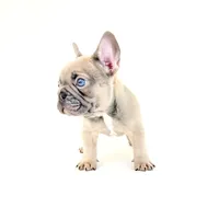 Chubbs, a male French Bulldog for sale in Corona, CA – 7 of 10