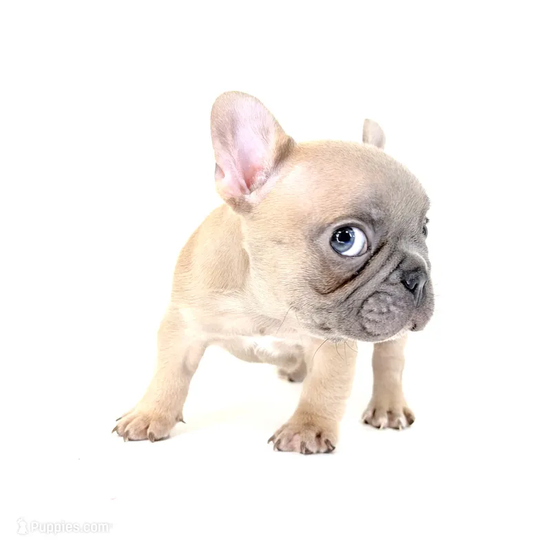 Ellie – French Bulldog puppy for sale in Corona, CA