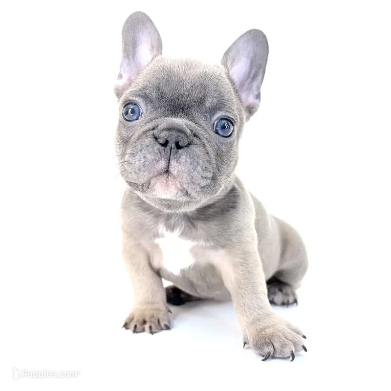 Fefe – French Bulldog puppy for sale in Corona, CA