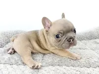 Ellie, a female French Bulldog for sale in Corona, CA – 10 of 10
