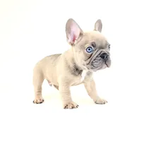 Chubbs, a male French Bulldog for sale in Corona, CA – 5 of 10