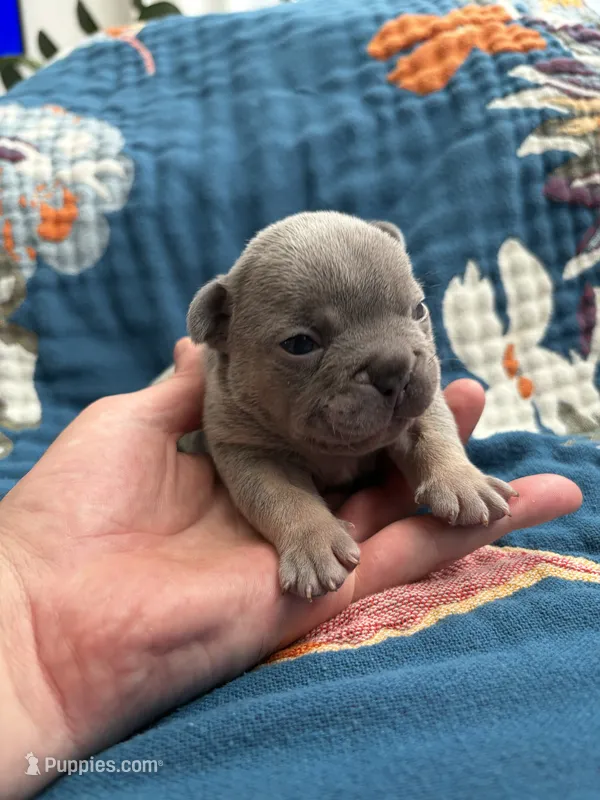 Bronco  – French Bulldog puppy for sale in Corona, CA