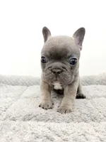 Fefe, a female French Bulldog for sale in Corona, CA – 10 of 10