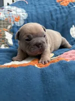 Chubbs, a male French Bulldog for sale in Corona, CA – 3 of 10