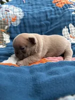 Dali, a female French Bulldog for sale in Corona, CA – 4 of 9
