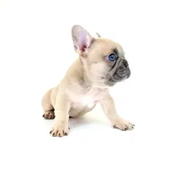 Lucy, a female French Bulldog for sale in Corona, CA – 2 of 10
