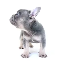 Tri frenchie, a male French Bulldog for sale in Corona, CA – 6 of 6
