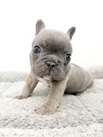 Fefe, a female French Bulldog for sale in Corona, CA – 1 of 10