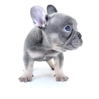 Tri frenchie, a male French Bulldog for sale in Corona, CA – 4 of 6