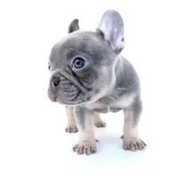 Tri frenchie, a male French Bulldog for sale in Corona, CA – 5 of 6