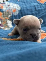 Dali, a female French Bulldog for sale in Corona, CA – 2 of 9