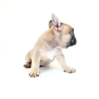 Lucy, a female French Bulldog for sale in Corona, CA – 4 of 10