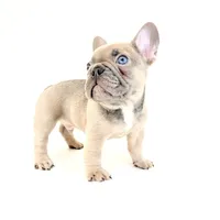 Chubbs, a male French Bulldog for sale in Corona, CA – 3 of 10