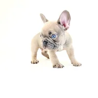 Chubbs, a male French Bulldog for sale in Corona, CA – 8 of 10