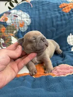 Chubbs, a male French Bulldog for sale in Corona, CA – 9 of 10