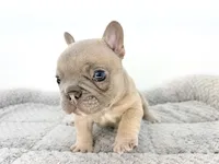 Ellie, a female French Bulldog for sale in Corona, CA – 1 of 10