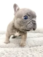 Fefe, a female French Bulldog for sale in Corona, CA – 4 of 10